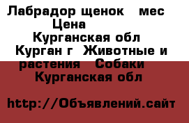 Лабрадор щенок 5 мес. › Цена ­ 6 000 - Курганская обл., Курган г. Животные и растения » Собаки   . Курганская обл.